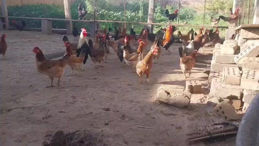 السلام عليكم متوفر بيض كويتي مثل ماواضح 4 طبقات بسعر مناسب نسبه الشد والظمان 98 %
***********
