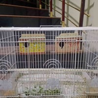 قفص كناريات جديد كبير للبيع  اتصال او واتس ساب ‏‪07816624770‬‏