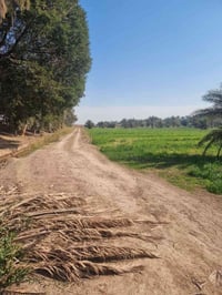 الگطنية • 126 دونم • 700 نخلة