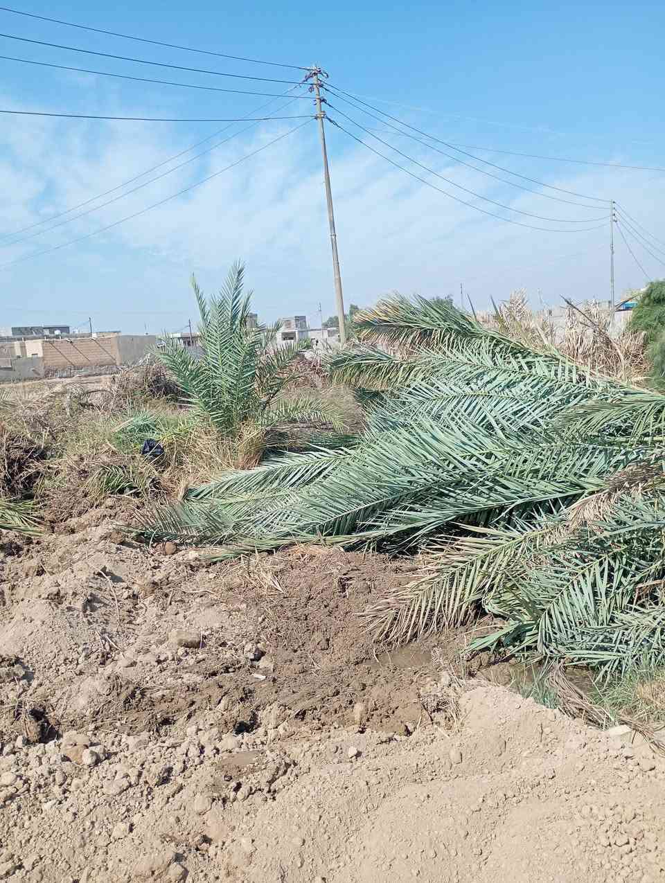 السلام عليكم
عندي هذا النخل شالعه الي يحتاجه يراسلني
***********
