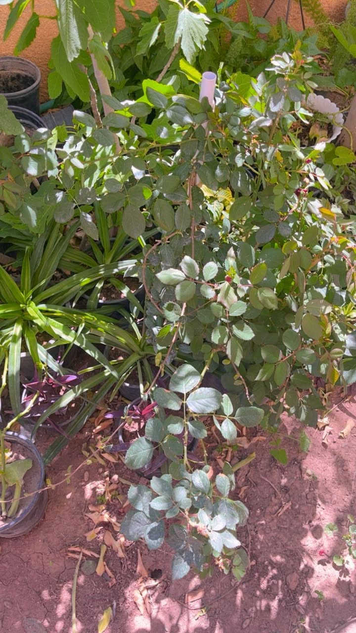 لطلب والاستفسار مراسلة الصفحه يوجد خدمة توصيل خانقين


**إذا كنت صاحب هذا الإعلان وتريد حذفه لأي سبب، رجاءا أرسل رسالة إلى الدعم الفني**