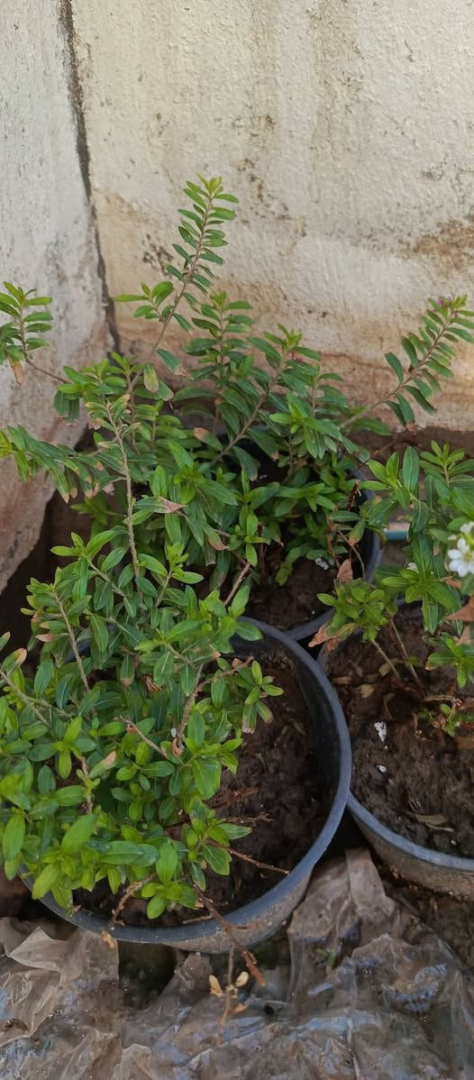 نباتات للبيع


**إذا كنت صاحب هذا الإعلان وتريد حذفه لأي سبب، رجاءا أرسل رسالة إلى الدعم الفني**