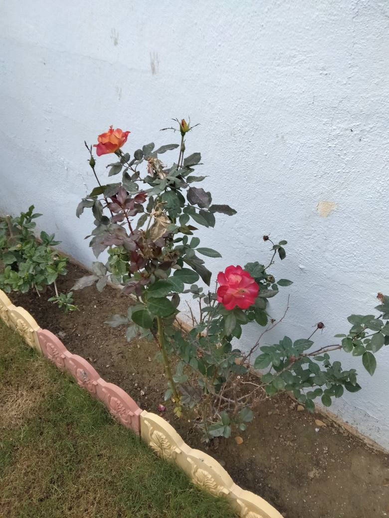 حديقجي في اربيل + تصميم وترتيب ديكورات 
زرع حدائق + أدامه شهريه+ زرع اشجار + تقليم الأشجار +قص ثيل 
تنظيف وترتيب الحدائق + قلب وتنظيف تربه ترتيب +
تبديل تربه + ترتيب سياج الحدائق بل الملون 
ترتيب اطارات الحدائق بل حصو الملون الاستفسار 

***********
