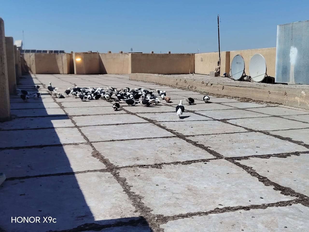 يوجد ٢٠ زوج لو كثر رافل بي ٢٠ الف زوج تكريت حي زهور ***********
