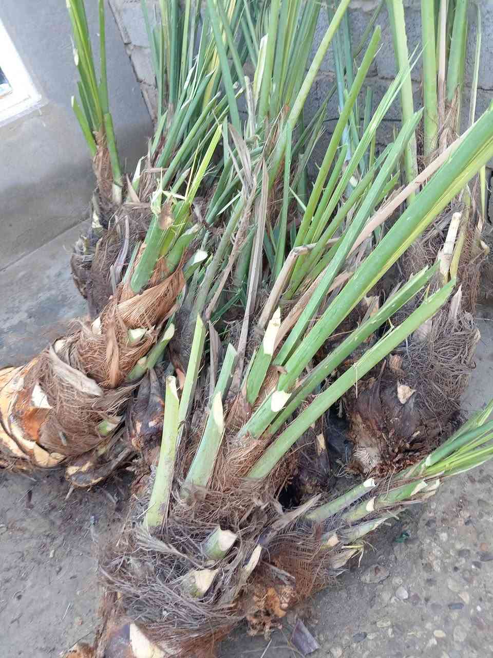 موجود النخلات بلاش بس فلوس شلاع  ***********
