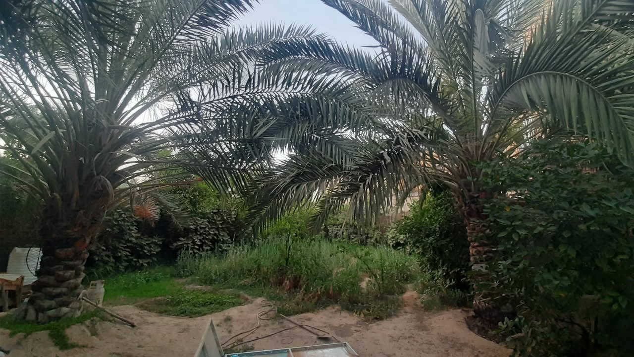بيت مساحه 600 متر واقع حال 700 م سند25 تحويل حله بداية دولاب يبعد 200 متر عن شارع العام تبليط للباب عرض شارع 12 متر بيع مستعجل ب135 وبي مجال ***********
