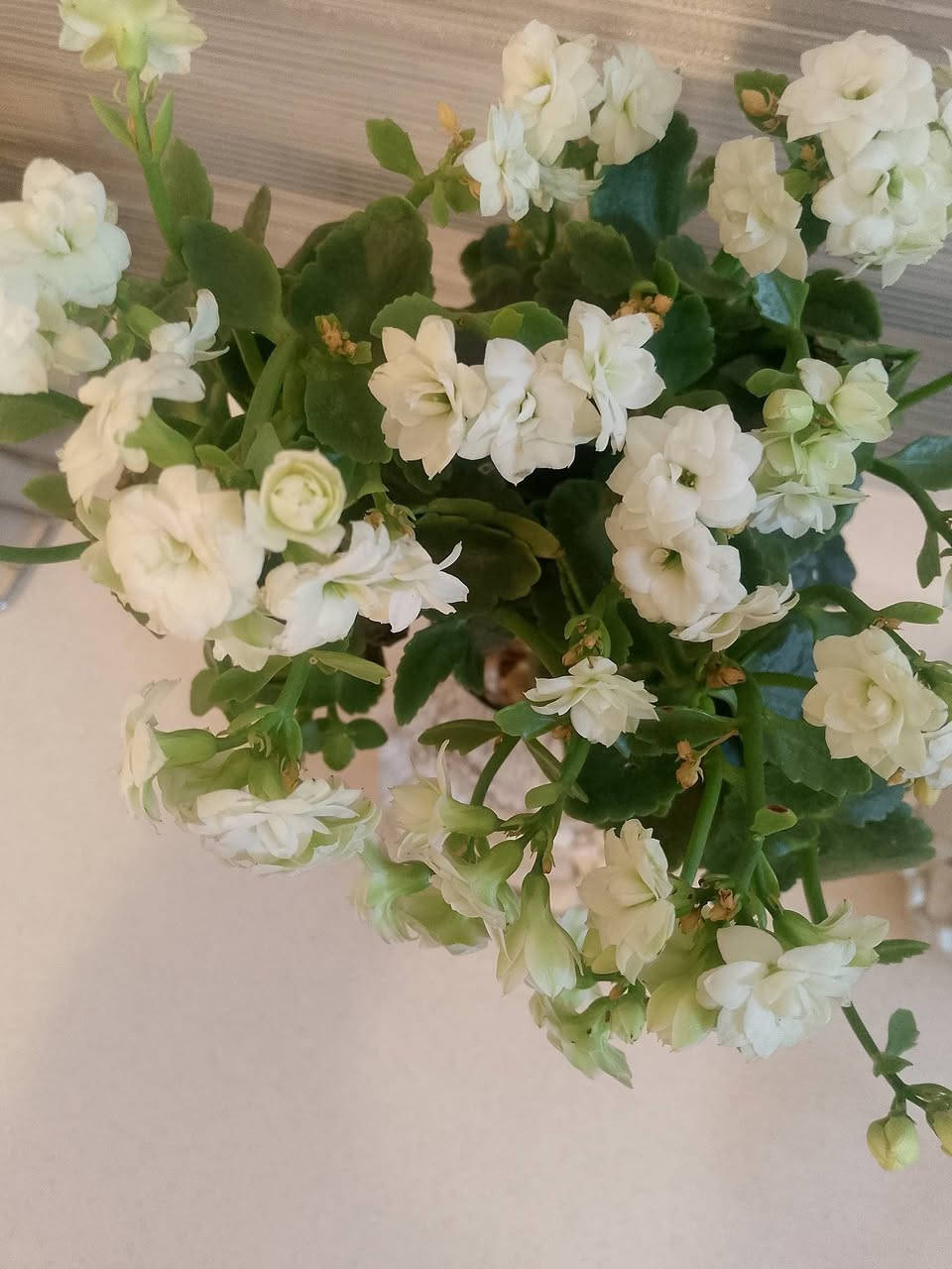 القطعة 8الف نبات مائي


**إذا كنت صاحب هذا الإعلان وتريد حذفه لأي سبب، رجاءا أرسل رسالة إلى الدعم الفني**