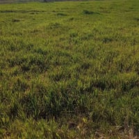 قرية البوعلوان • ٣ دونم • طابو زراعي