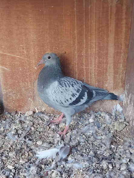 عدد 12 سعر الزوج 20 مكاني بل شعلة ***********
