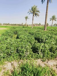 عندي دونم و 400 متر لوجهيه 28 نزال 103 تحتوي على بيرماه حلو شارع مالته...