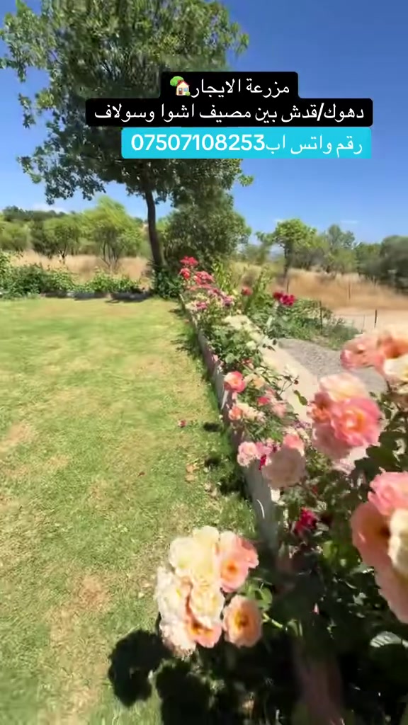 مزرعة الايجار🏡موثقة بتطبيق ارجلي
دهوك/قدش بين مصيف اشوا و سولاف واتس اب ***********
