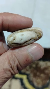 بروش سمكة • قديم • ثري دي