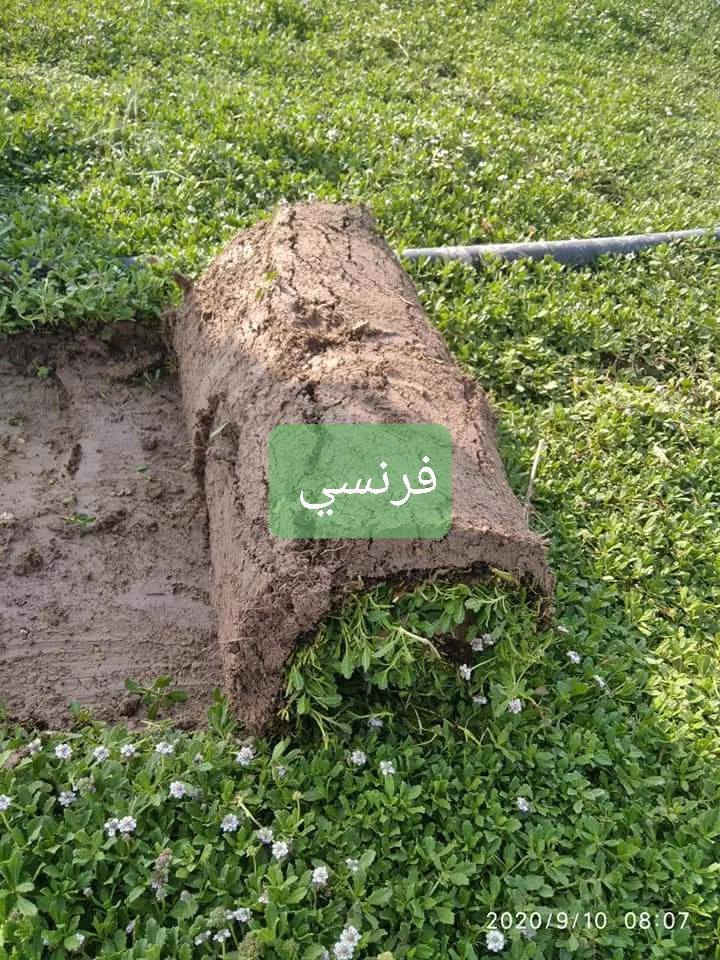 ثيل ديالى الطبيعي 
يوجد توصيل مجاني لجميع المحافظات


**إذا كنت صاحب هذا الإعلان وتريد حذفه لأي سبب، رجاءا أرسل رسالة إلى الدعم الفني**