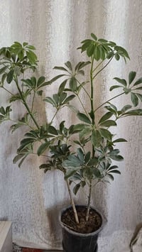 نباتات داخلية • نباتات خارجية • توصيل داخل كربلاء