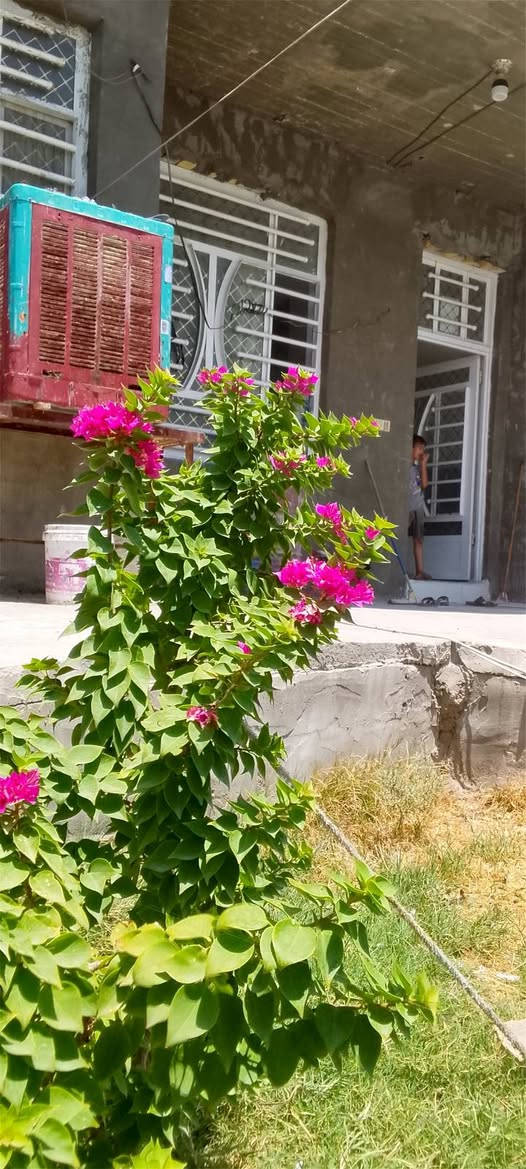 السلام عليكم ورحمه دونم مع بيت حديث بناء درجه اولى يحتوي على ثلاثة غرف نوم صاله 50مترمربع استقبال 9متر أحد الغرف سويت صحيات داخل وخارج تحتوي الأرض على 40 نخله قسم منه حمال شتلات رمان وعدد من الشجار الضليه صنف الأرض اصلاح زراعي عقد 17    دونم من اصل 20دونم العنوان بابل أبو غرق خلف مجمع الكوثر ***********
