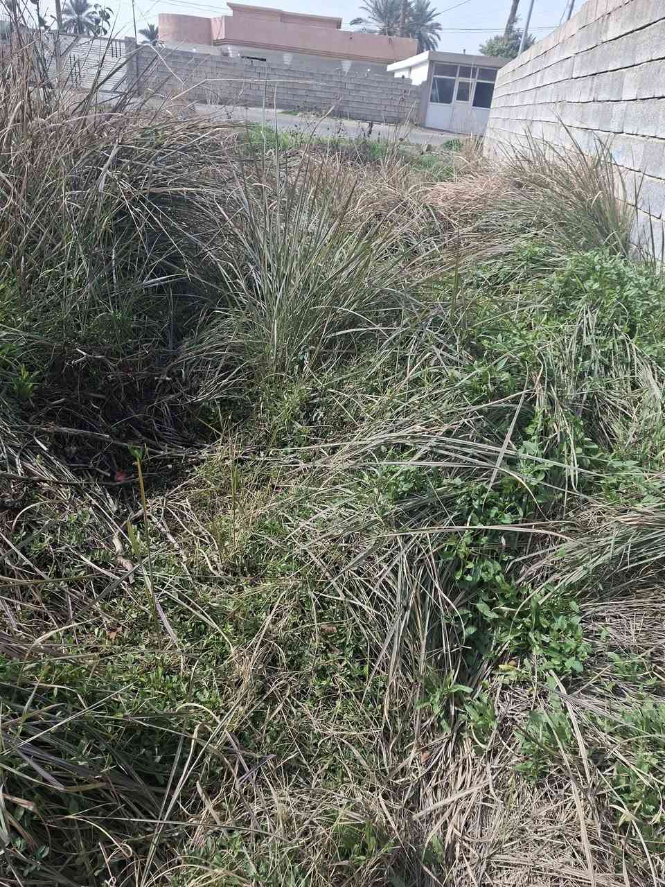 يوجد حشيش متعافي الي عنده حلال ويريده يجي يحشه في سبيل الله مكانه حاوي العلم الناحية القديمة 
هذا رقم صاحب البستان : ***********
