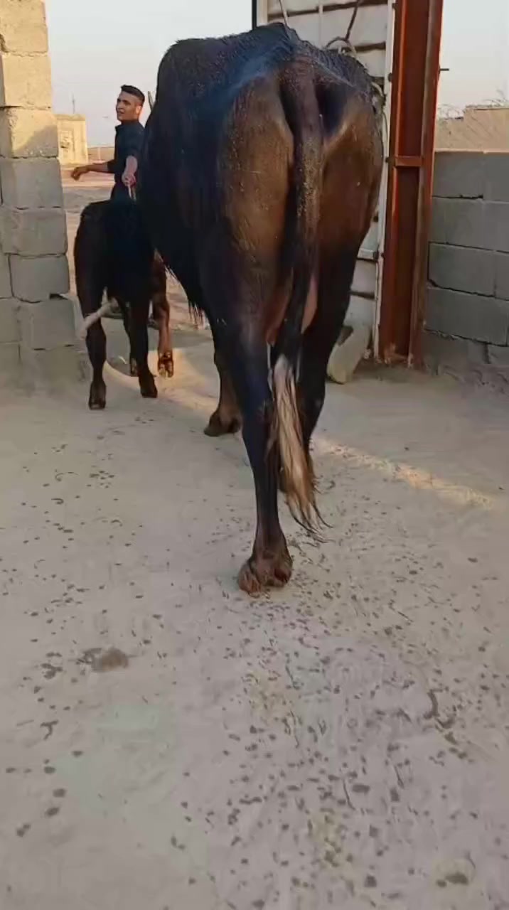 اللهم صل على محمد وال محمد جاء موسى وال حليب خير من الله جواه الشفل جاء موسم فراتي مشروطه زقطه وعيب جاموسهم الجناي حليب خير من الله المكان ميسان***********
