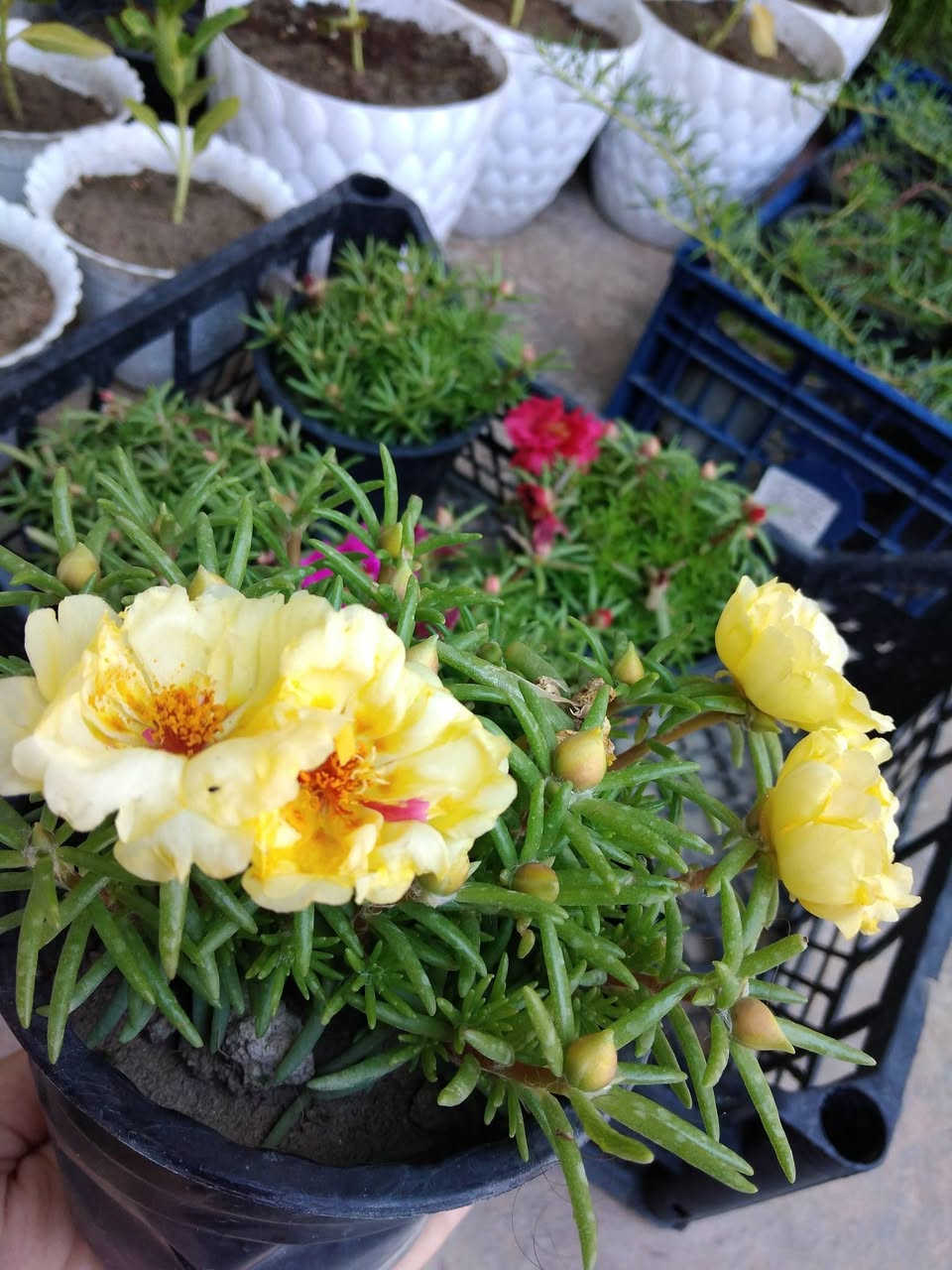 تزهير اليوم ورد الصباح 🌸
✨ ورود يومية بأجمل الألوان
🚚 توصيل مجاني داخل هبهب
📍 أقرب نقطة دالة: قرب مدخل المجمعات
📩 للطلب مراسلتنا خاص


**إذا كنت صاحب هذا الإعلان وتريد حذفه لأي سبب، رجاءا أرسل رسالة إلى الدعم الفني**