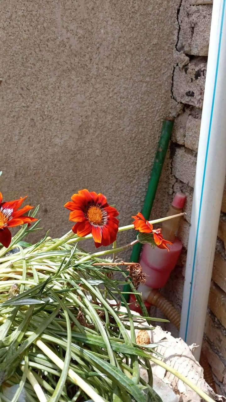 مجموعه سنادين للبيع وبسعار مناسبه التواصل خاص توجد خدمه توصيل داخل وخارج المسيب الحجز خاص


**إذا كنت صاحب هذا الإعلان وتريد حذفه لأي سبب، رجاءا أرسل رسالة إلى الدعم الفني**