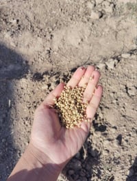 بذور خضرة • خيار • بطيخ