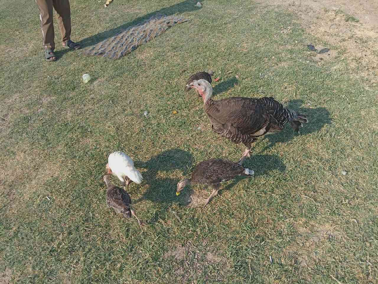 سلاام عليكم مايه وراها ربع طيور لبيع شرط الصحي مال جناي السعر ٧٠ الاتصال عله رقم*********** و مراسلت الصفحه
