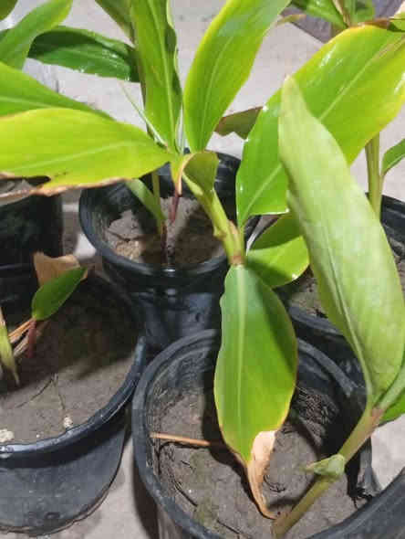 شتلات هيل ارتفاع من 20 الى30 سم
سعر 7000
العنوان 
ابي الخصيب-شيخ ابراهيم_ البلد
***********
واتساب او ماسنجر فقط
لا يوجد توصيل البصرة
