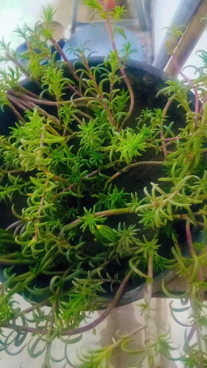 مشتل المدينة انسب الأسعار توصيل داخل النعمانيه مجاني العنوان طريق مثلث الكلابين قرب اسواق طريق الجنه ***********
