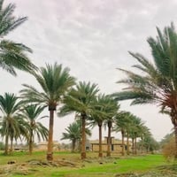 مزرعة • ٢٥٠٠م • خلف جامعة بابل