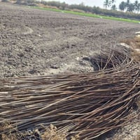 شيش ابو السته • نضيف • ٣ونص طن