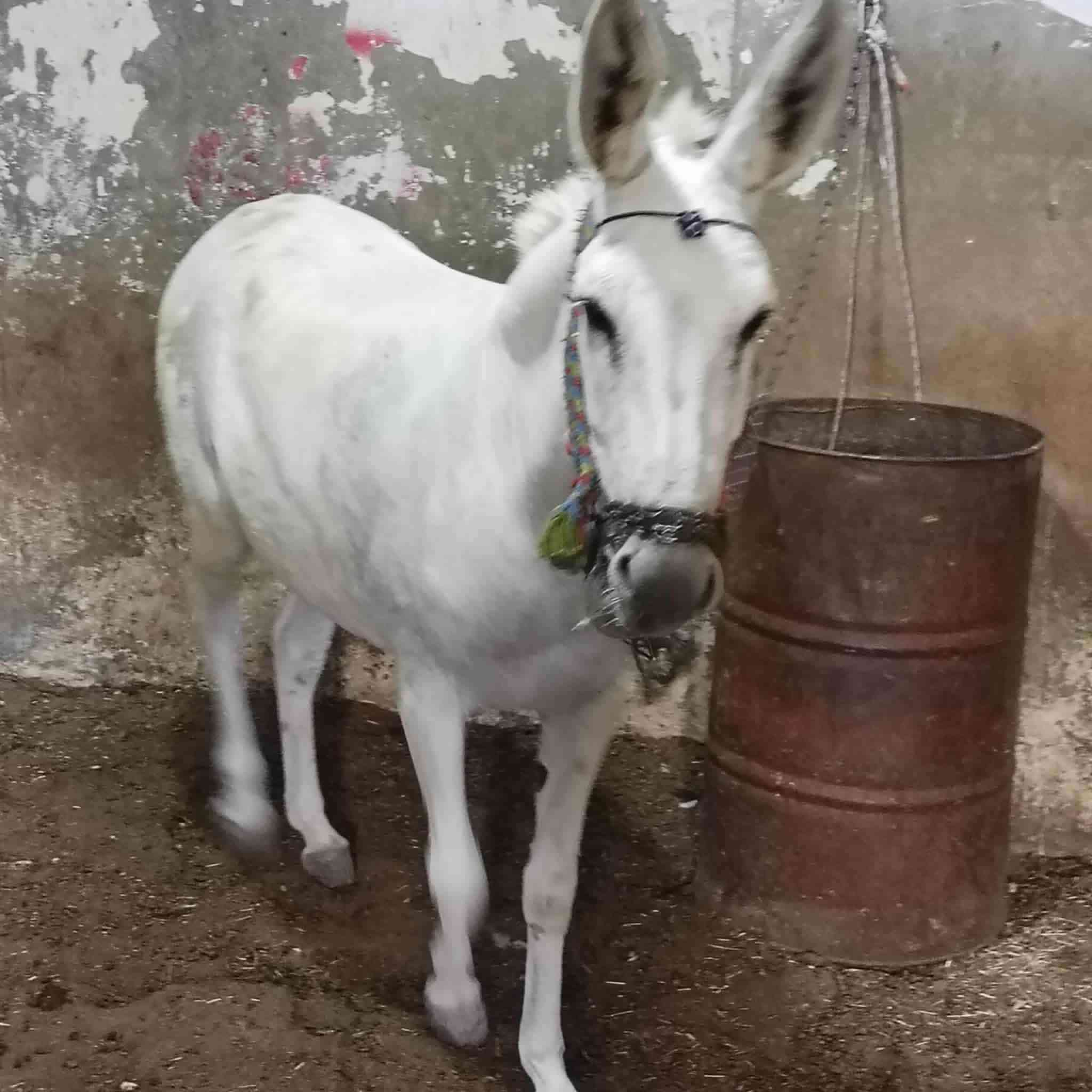 مطي للبيع عربانه تسكام العماره يحمل فول سنويه جديده     مال غنم الستفسار ***********
