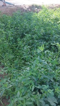 ١ فدان • نوفابلس برسيم • بدون كيماويات