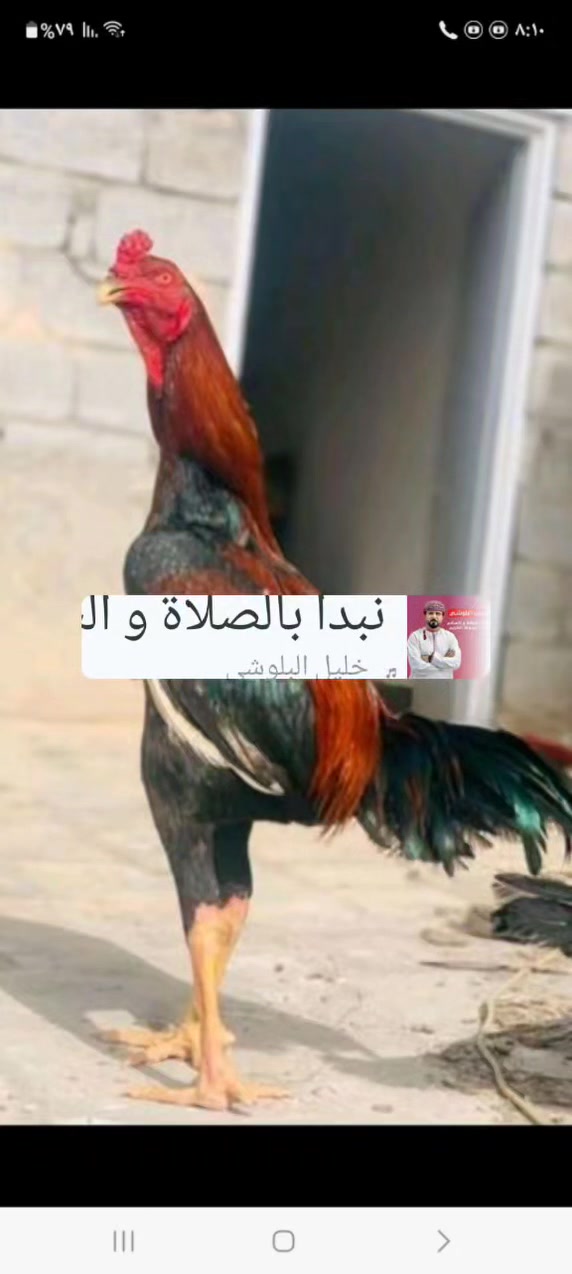 السلام عليكم 
متاح ديج هراتي 
السعر ٦٥ الف *********** شهداء البياع
