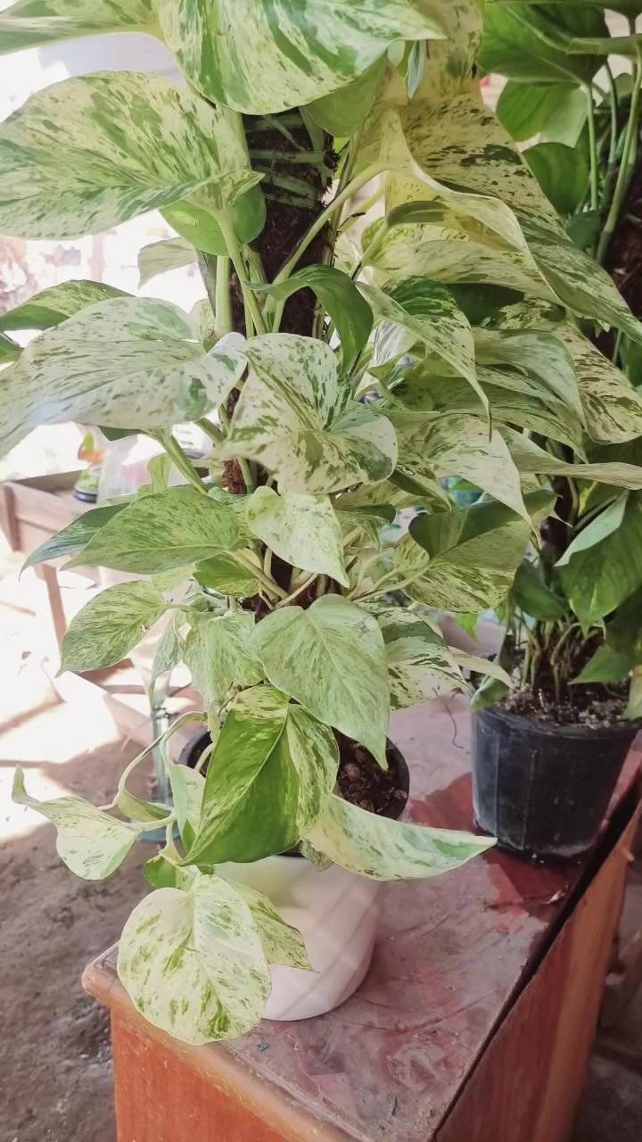 هذا النوع بوتس مبرقش
او ماربل كوين لبلاب عمودي ابيض


**إذا كنت صاحب هذا الإعلان وتريد حذفه لأي سبب، رجاءا أرسل رسالة إلى الدعم الفني**