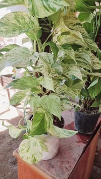 بوتس مبرقش • ماربل كوين • لبلاب عمودي أبيض