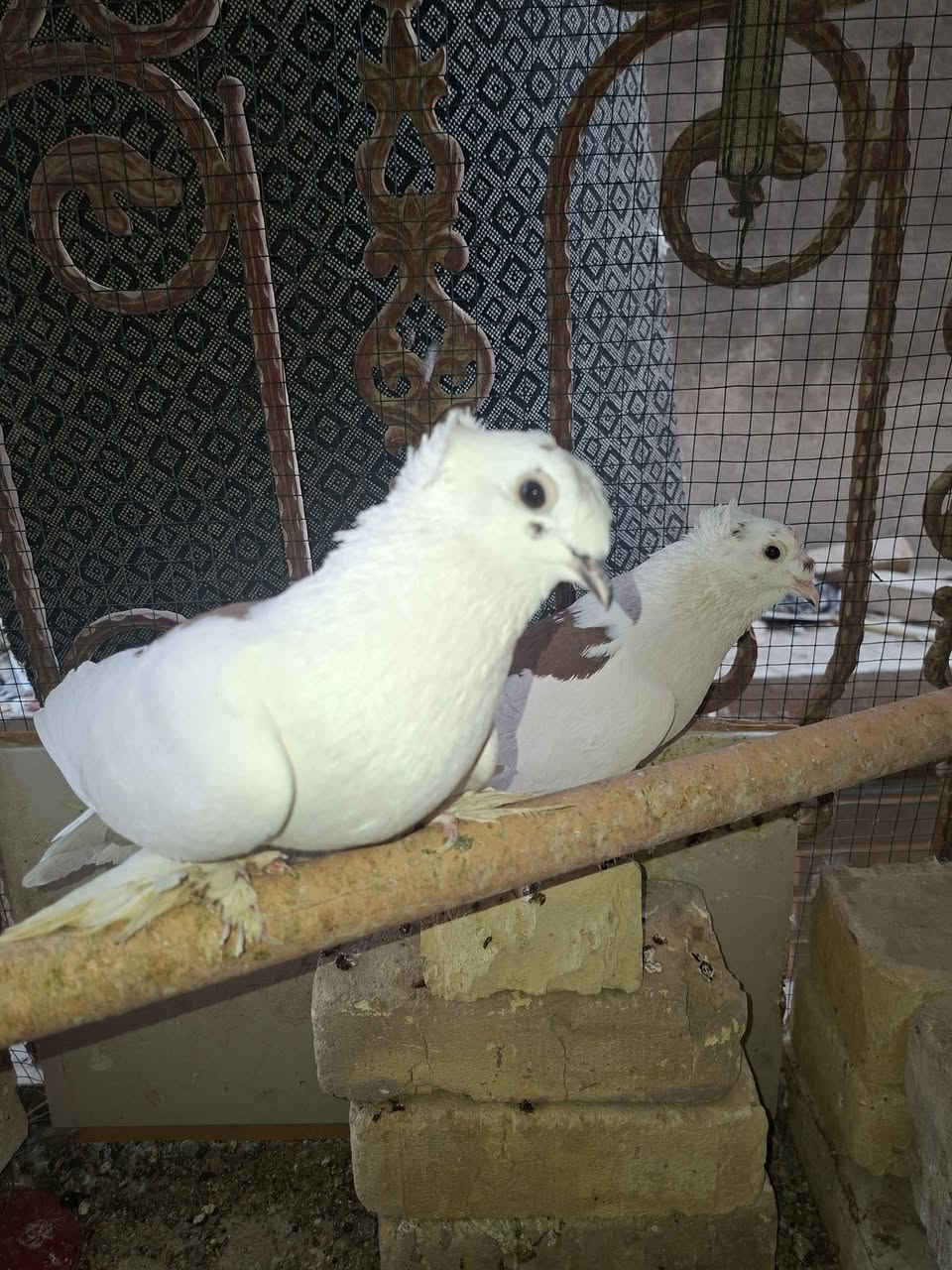 ‎بابل ***********‎ المحاويل, بابل
