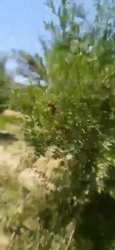 يالله السلام عليكم 6 دونم و600 متر سند25 مع 4 بيوت بناء نضيف ومرتب وكافت انواع الاشجار كامل خدمات مي كهرباء عل شارع العام الموقع كربلاء طويريج الاستفسار ***********
