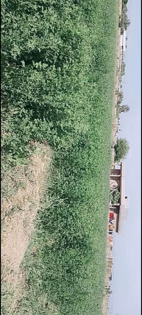 توكلنا على ألله
للبيع أرض زراعيه ملك سند 25 ألمساحه ،،3،،دونم مع بيتين
ألارض مخدومه ومزروعه جت بلكامل مع بعض الأشجار
متوفر ماء سقي كذلك ماء أساله مع خط كهرباء 
تبعد عن الشارع العام 300متر 
الي اله قسمه بيهه يستلم الارض مسيجه بلكامل
 لمعرفة التفاصيل هاتف/***********""***********
صلاح الدين@ بلد-- محطة بلد
