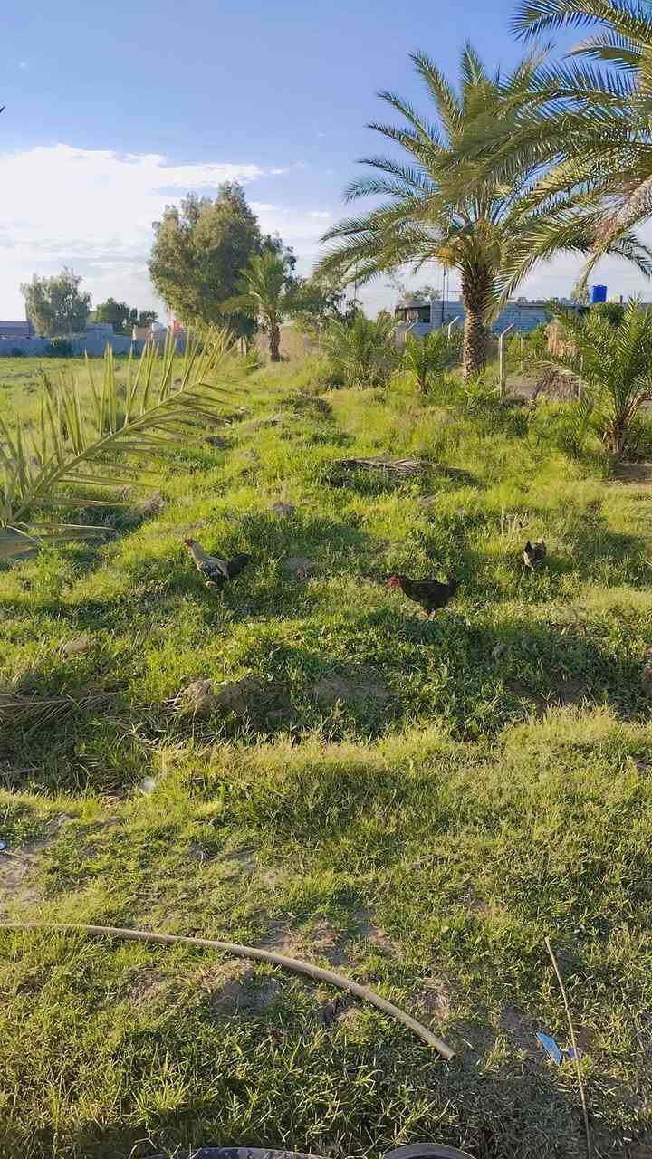 للبيع دونم ونص مع بيت طابقين *********** للتفاصيل اكثر اتصل
