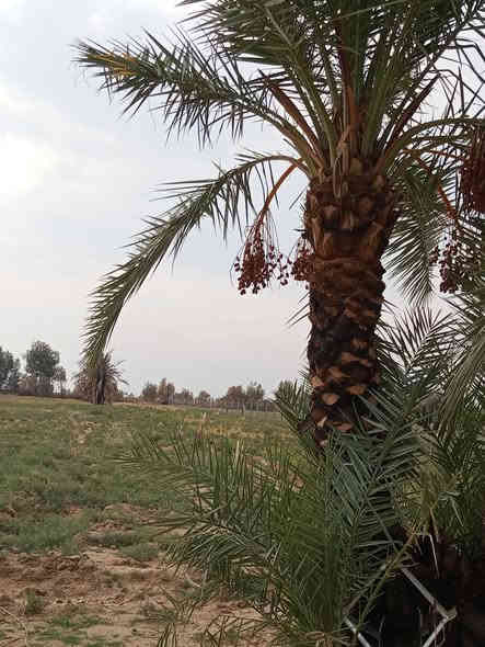 13دونم تحويل عقد بسمك مباشر ديالى خان بني سعد حي علي الهادي سعر دونم 14مليون مسيجةPRC بيهة ماطور هندي ابار عدد2مي حلو +مي ارواء رشن بيهنة نخل مسيجة قلم طوز***********
