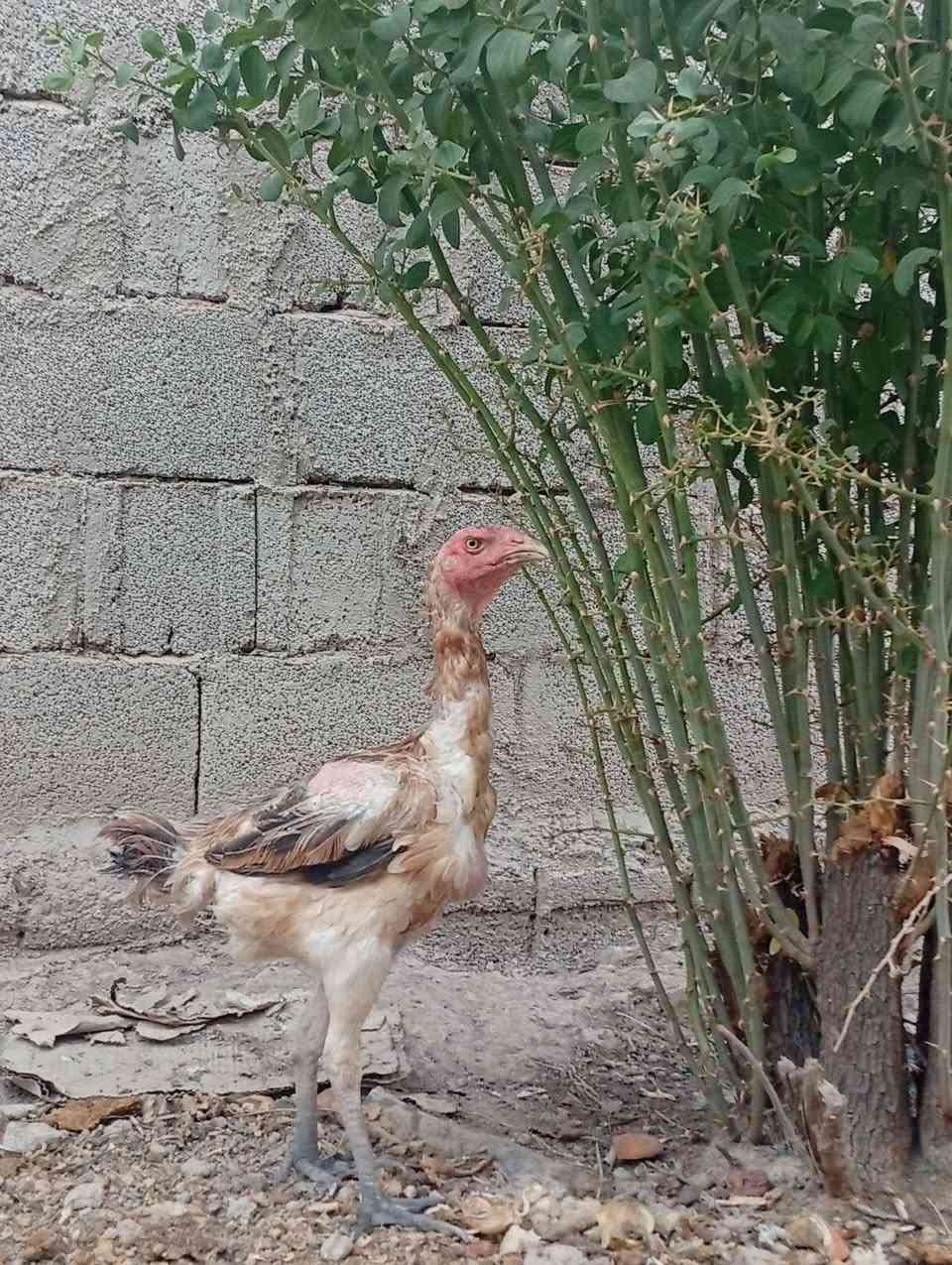 السلام عليكم 
دجاجه هنديه الاصلي الشراي خاص 
@إشارة


**إذا كنت صاحب هذا الإعلان وتريد حذفه لأي سبب، رجاءا أرسل رسالة إلى الدعم الفني**