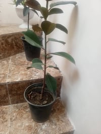 مطاط • اثنان مطاط • مطاط للبيع • عدد 2 مطاط • مطاط مستعمل • حديقة