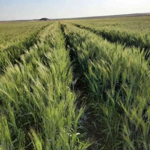 السلام عليكم 
عنوان:ديالى بعقوبة طريق باب الدرب مجاور اسواق الشمري 
***********
