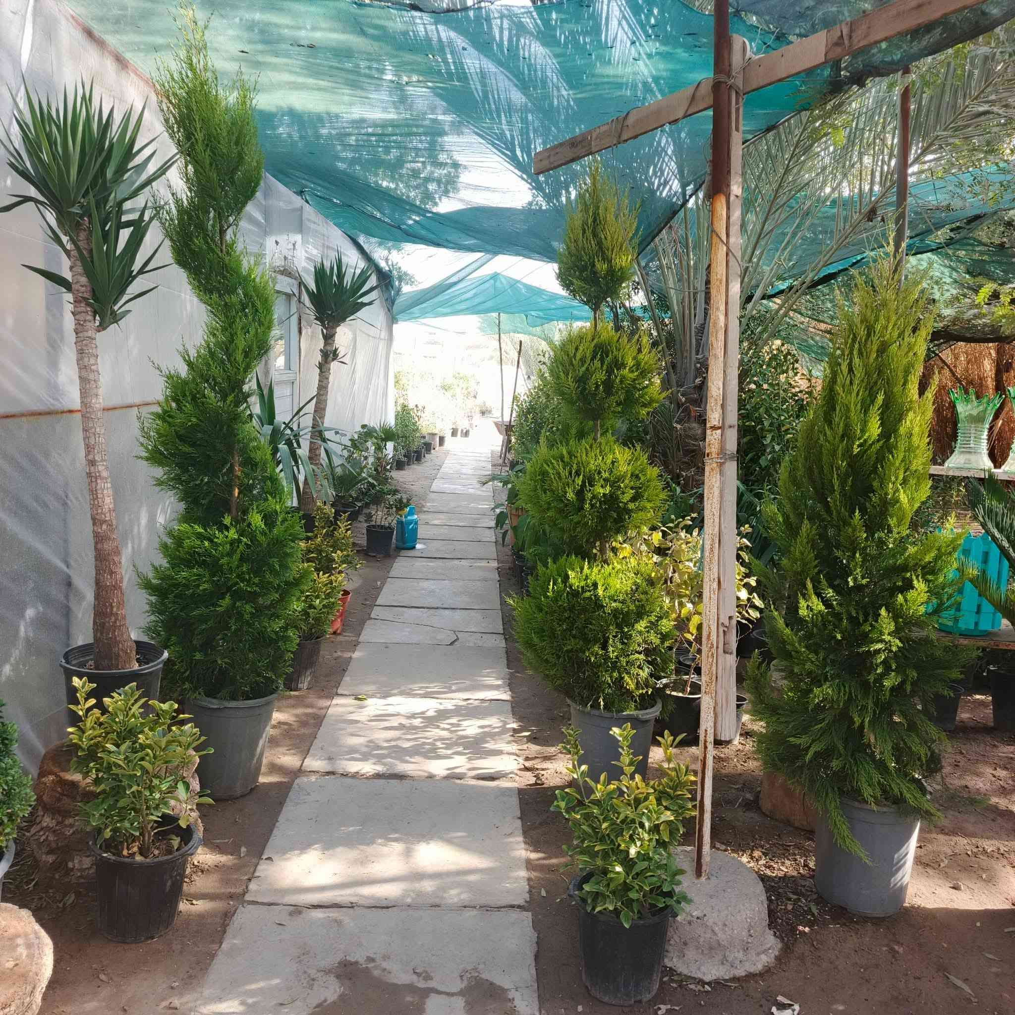 #مشتل_النورين ماركة في الزهور والنباتات🪴🪻🪷🍁

شعارنا الاخلاص في العمل وخبرتنا اكثر من 45 عاما 🌴

الجمال والذوق والمصداقية مع الزبائن هدفنا 💐

لسنا الوحيدون، ولكننا الافضل واول مشتل في الصويرة منذ زمن طويل 

عنواننا:#واسط_الصويرة_شارع_الغطاس_خلف_المجمع_السوري 🪻

أوقات الدوام 
من الساعة 8:00 صباحاً
إلى الساعة 7:00 مساءً 
 كذالك يتوفر توصيل داخل صويره فقط 🚖🚘


**إذا كنت صاحب هذا الإعلان وتريد حذفه لأي سبب، رجاءا أرسل رسالة إلى الدعم الفني**