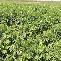 يوجد كميه بذور باميا درجه أولى  اسعار جيده سعر الكيلو   6️⃣0️⃣سعر الكي...