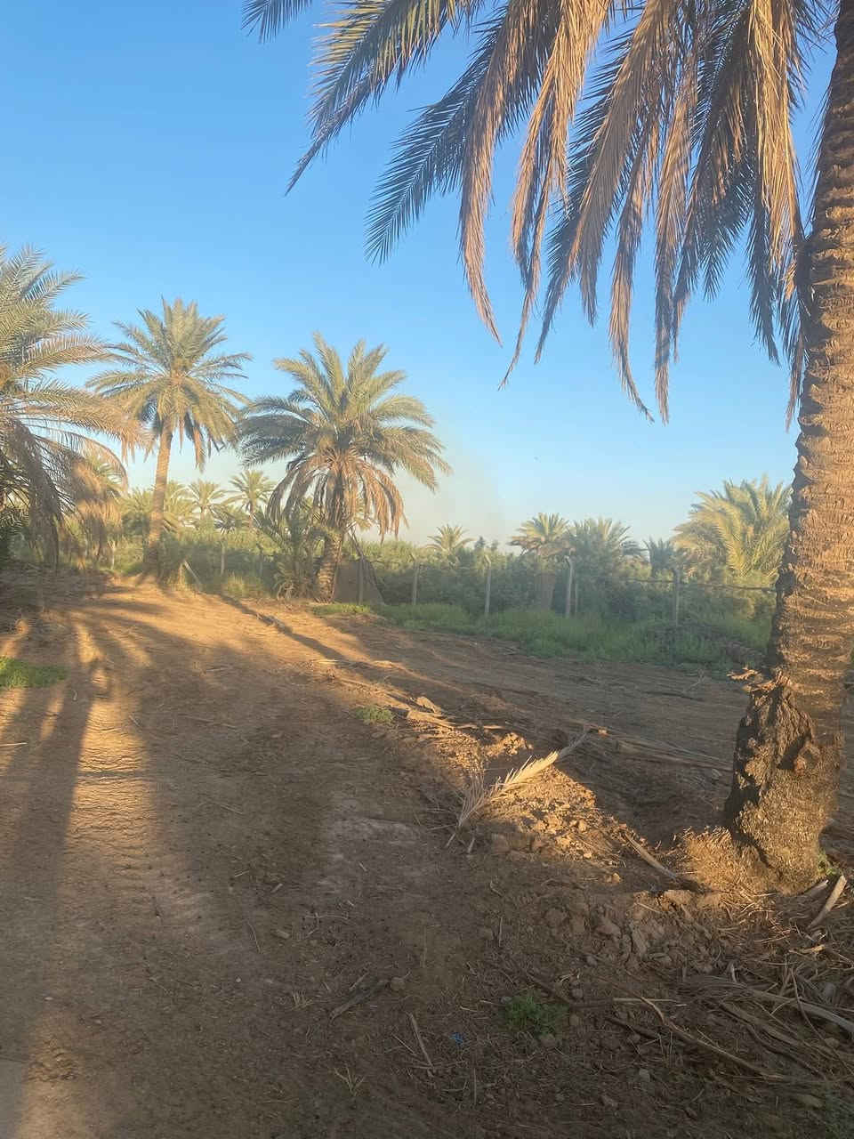 سلام عليكم 5 دونم واقع حال اكثر من 6 دونم 
العنوان بغداد الراشديه حي المهندسين 
5 دونم سند تحويل مباشر ثاني يوم تفتح بيان 
خدمات كامله ماء كهرباء صايره عله شارعين امامي خلفي الارض جدا ممتازه وموقعه كلش حلو 
ترهم سكن او شاليهات او مزارع منتجه 
كافه انواع النخيل متوفر بيه 
السعر جدا مناسب 
للاستفسار *********** 
متوفر واتساب ايضا
