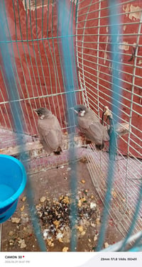 زوج بلابل • للبيع • طيور أليفة