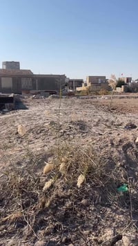 الحولي • عرصة زراعي • سند ٢٥