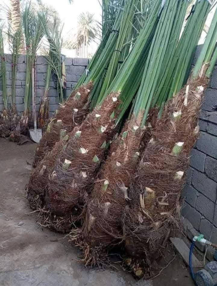 تتوفر لدينا كافة أنواع وصنوف فسائل النخيل الأصلية
نوفر تشكيلة مميزة من الفسائل بجميع الأصناف:
✔️ برحي
✔️ خستاوي
✔️ بريم
✔️ عمران
✔️ تبرزل
✔️ مكتوم
✔️ جمالي
✔️ اشرصي
✔️ بربن
✔️ حمراوي
✔️ شكر
✔️ شوثي أصفر

🔸 فسائل عراقية أصلية 100%

🌿 نضمن جميع أنواع الفسائل لعملائنا الكرام، بموثوقية عالية وخبرة في خدمة المزارع.
🌿 توفر كافة الأحجام حسب الطلب، مع خدمة توصيل لجميع محافظات العراق.
🌿 ضمان على الثمرة والتلقيح وتوفير الإدامة الكاملة للفسائل لسنوات، بالإضافة إلى الاستشارات الزراعية.

✔️ مستعدون للتجهيز للمؤسسات الحكومية والمشاتل وكافة المزارع الخاصة والعامة.
✔️ البيع بالجملة والمفرد مع ضمان النقل والزراعة.

للحجز والاستفسار، تواصلوا معنا عبر الزر أسفل المنشور أو من خلال الاتصال على الأرقام التالية:
📞 ***********
