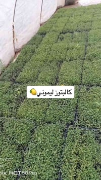 كالبتوز • ليموني • عطري