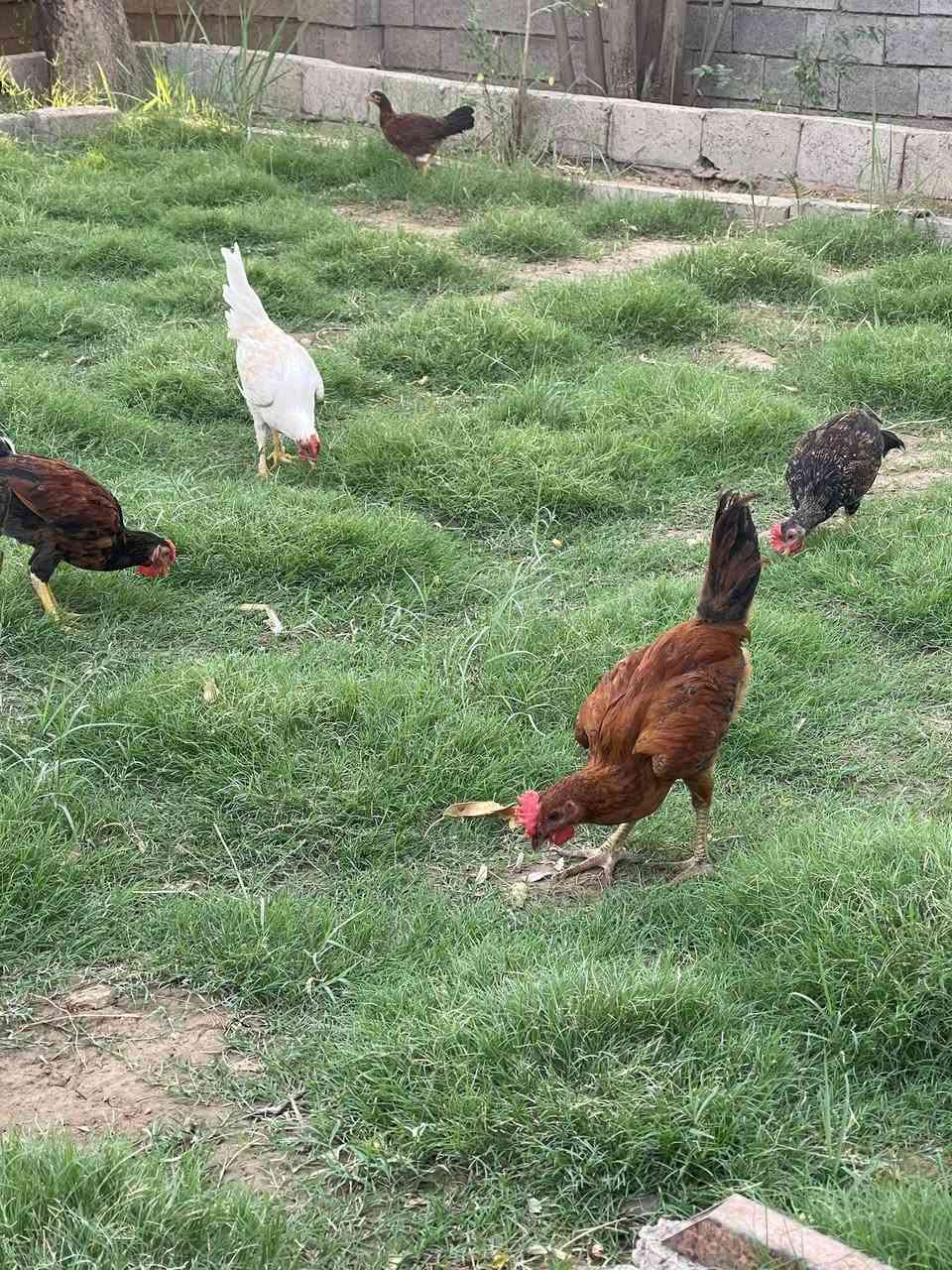 سەلامو عەلەیک وەجبەیە باڕوباڕۆکەی ساخو تەندروست بۆفرۆشتن شوێن کەلار ساڵاخا ***********
